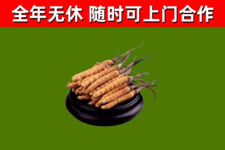 南沙回收冬虫夏草